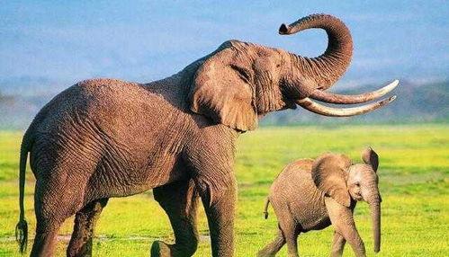 动物尖叫,揭示生存本能与情感表达的奥秘