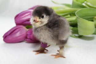 小鸡仔,从孵化到飞翔的蜕变之旅