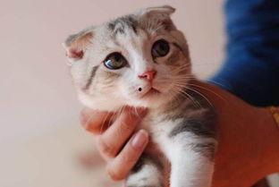 小猫皮希的知识时间,探索未知世界的奥秘