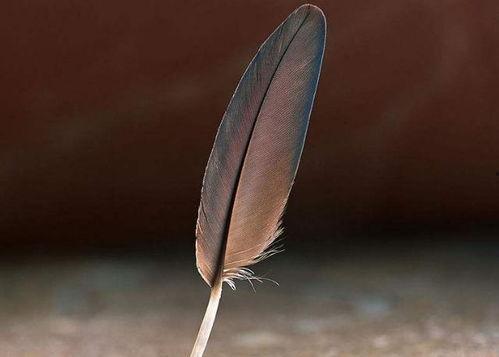 四根羽毛,探寻命运与抉择的神秘之旅