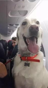 带着宠物躲战乱,带着宠物共度战乱岁月